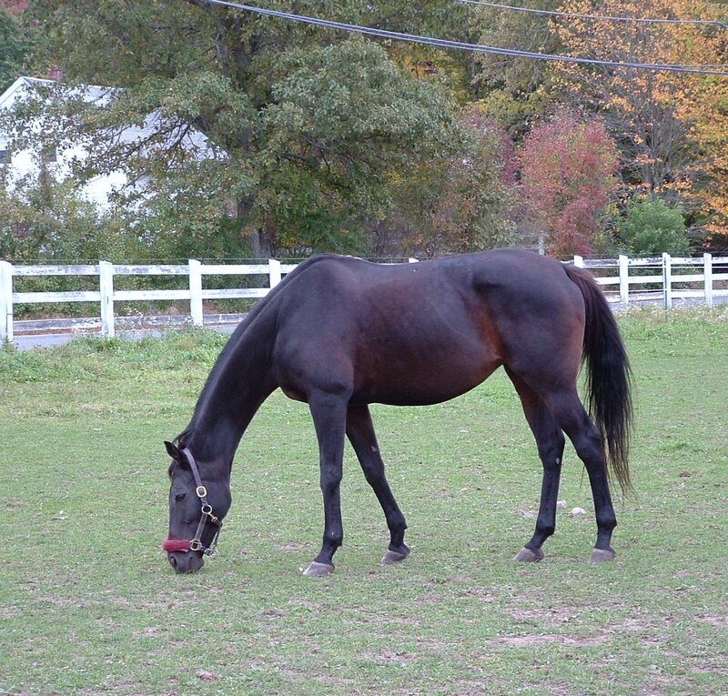 Black Horse Grazing — Green, Calm