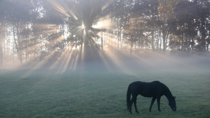Black Horse Grazing — Green, Serene, Morning, Photograph