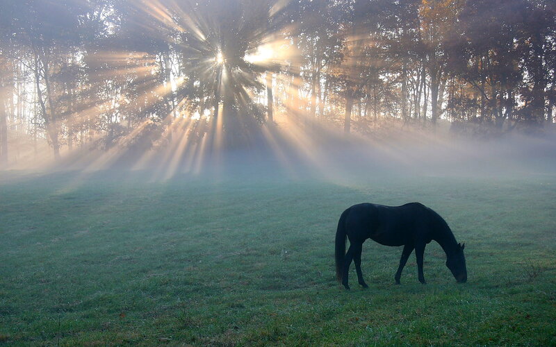 Black Horse Grazing — Green, Serene