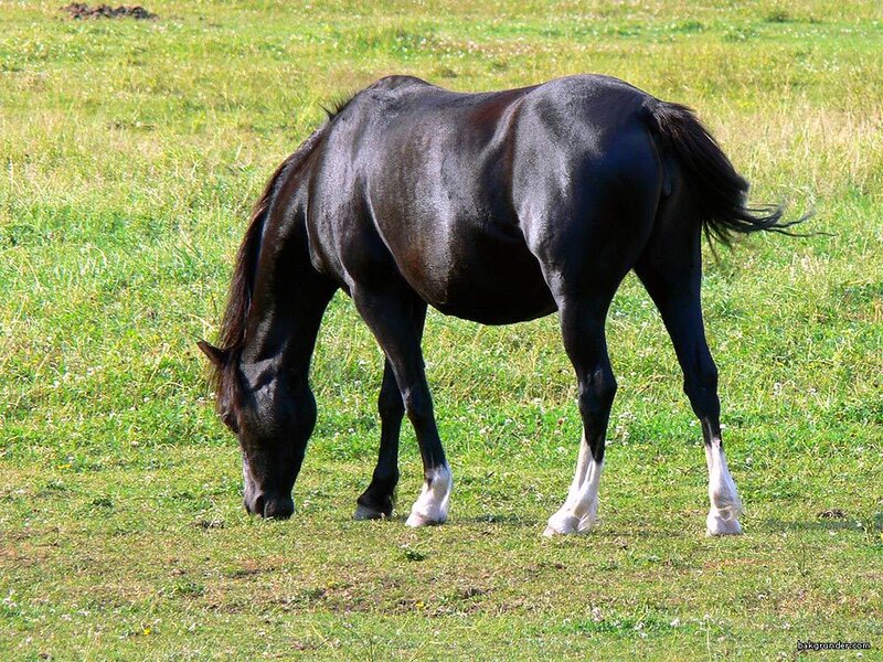 Black Horse Grazing — Green