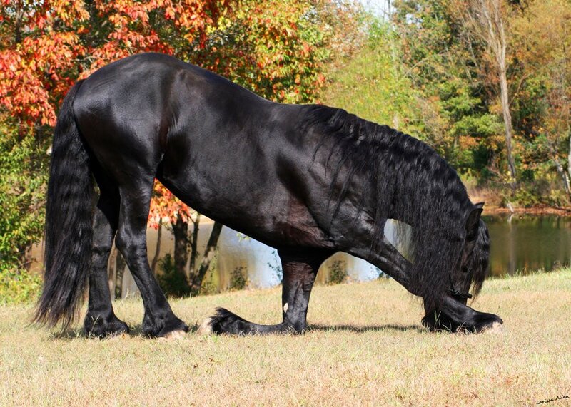 black horse grazing in autumn