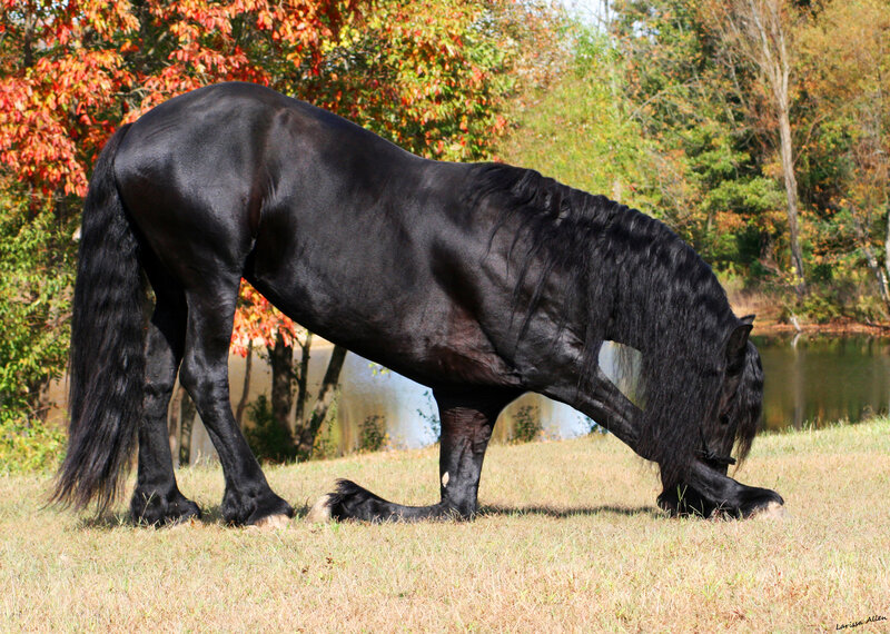 black horse grazing in autumn