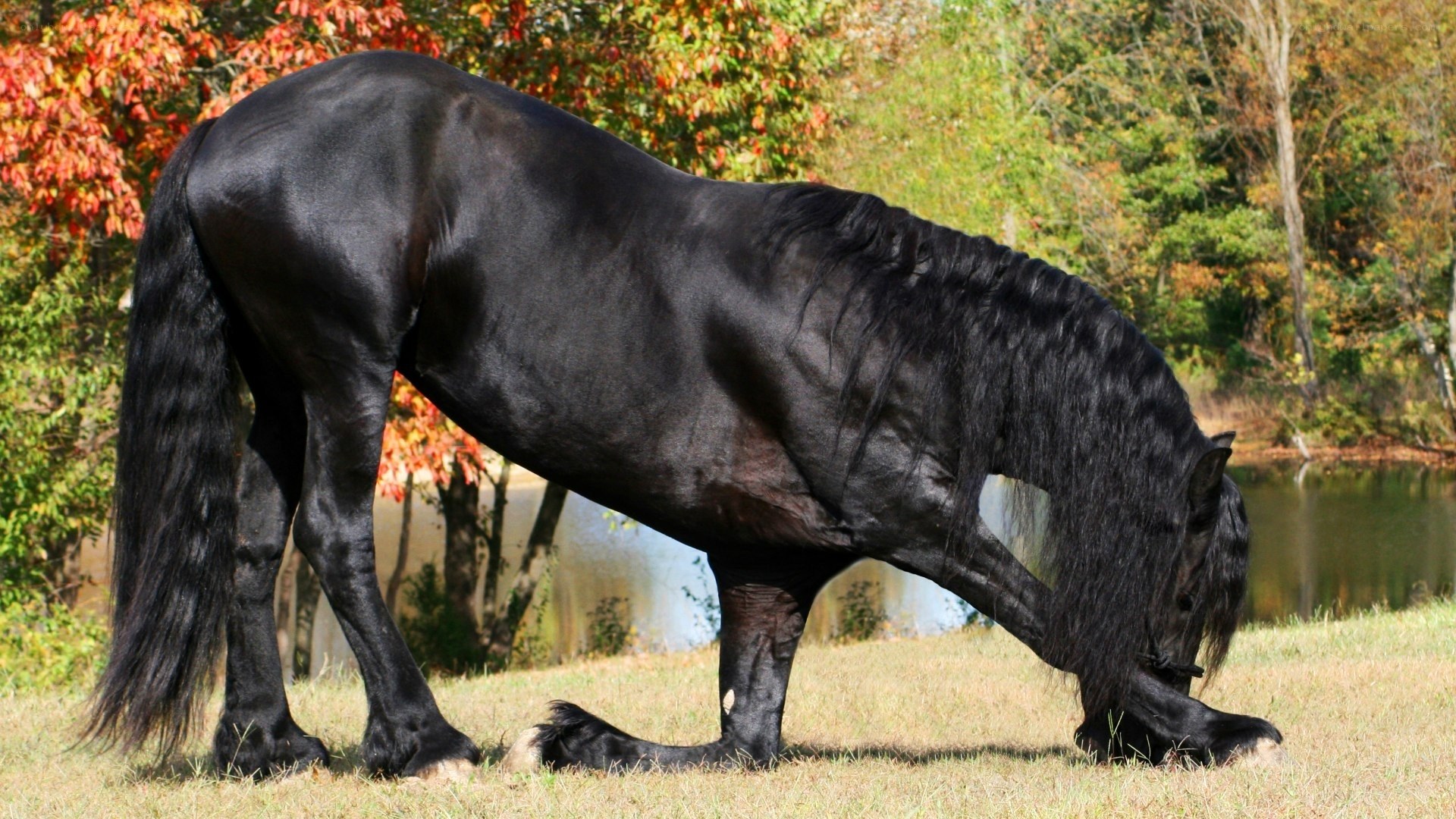 black horse grazing in autumn