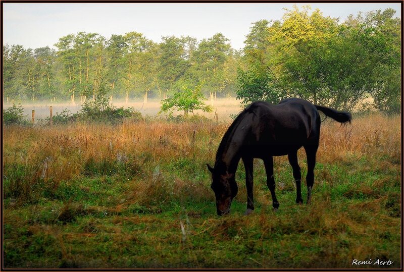 Black Horse Grazing