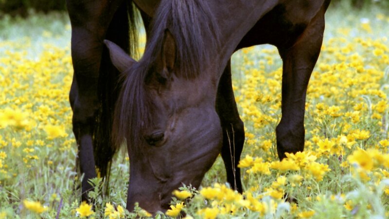 Black Horse Grazing — Yellow