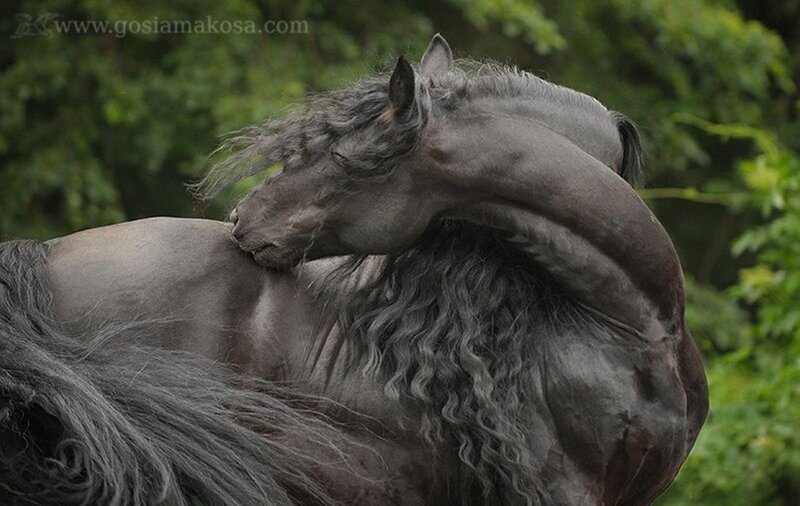 Black Horse Grooming