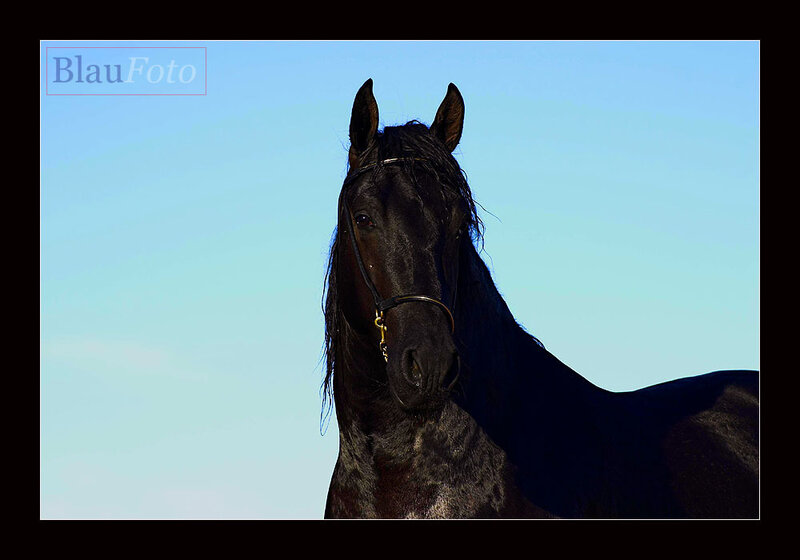 Black Horse Head — Blue