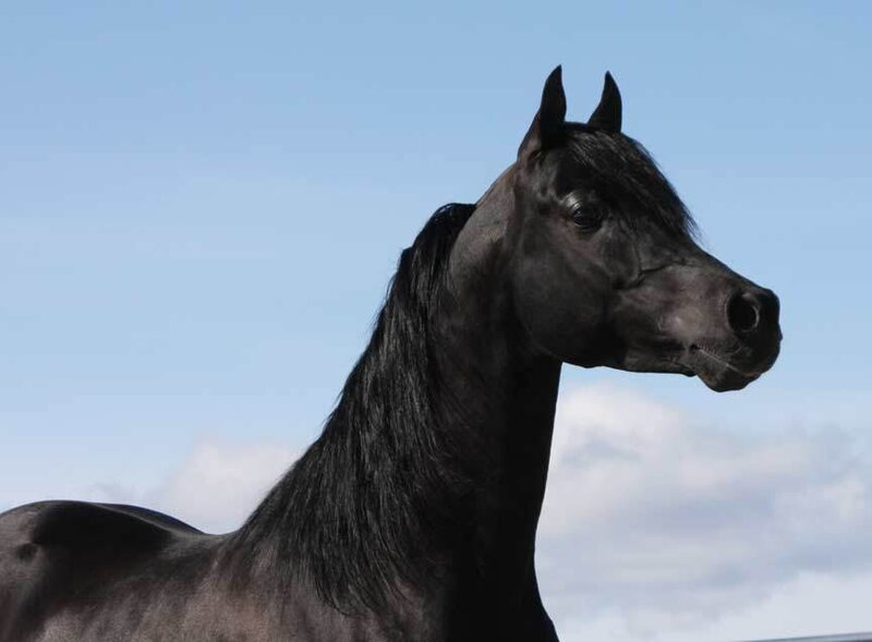 Black Horse Head — Calm, Afternoon