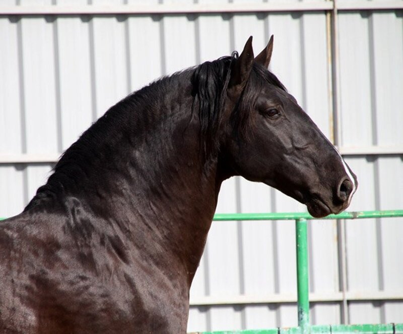 Black Horse Head — Calm