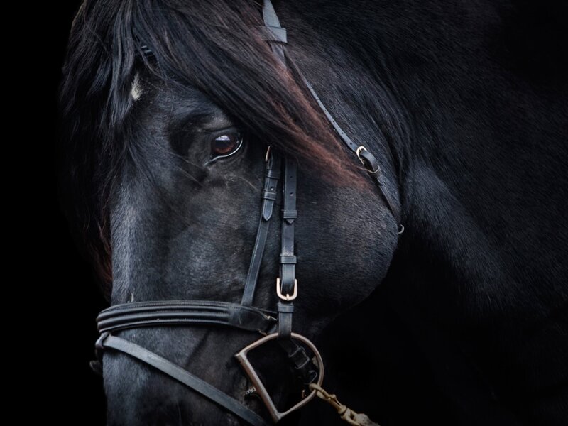 Black Horse Head — Dramatic, Photograph, Bridle, Eye