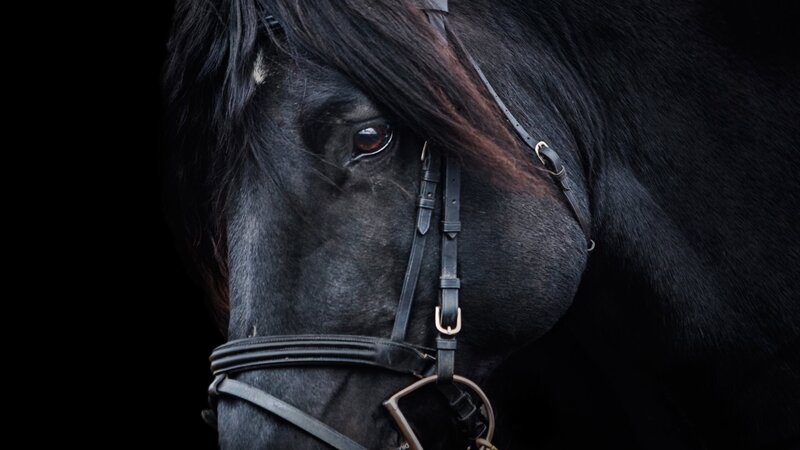 Black Horse Head — Dramatic, Photograph, Bridle