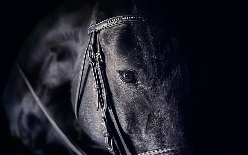 Black Horse Head — Dramatic, Photograph