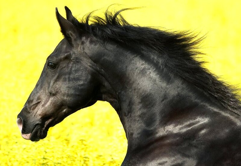 Black Horse Head — Dramatic, Photograph, Yellow Background