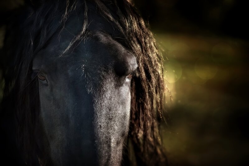 Black Horse Head — Dramatic, Sunset
