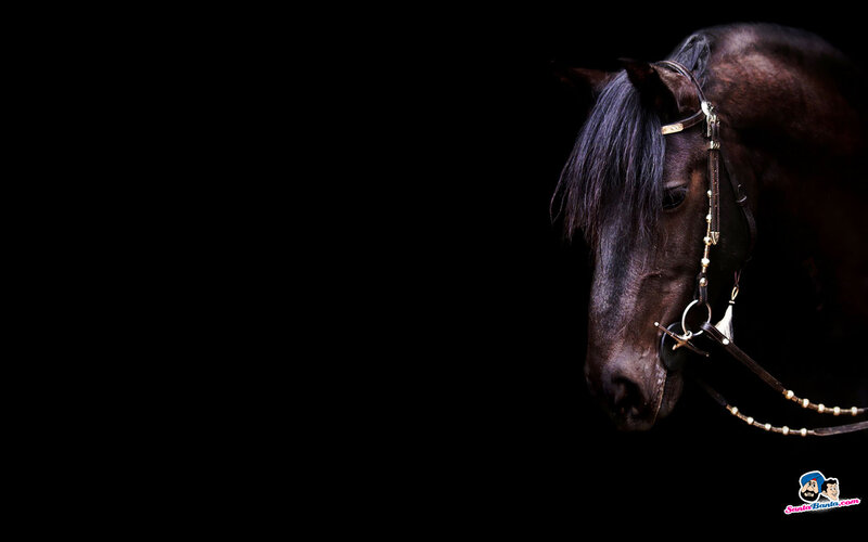 Black Horse Head — Dramatic
