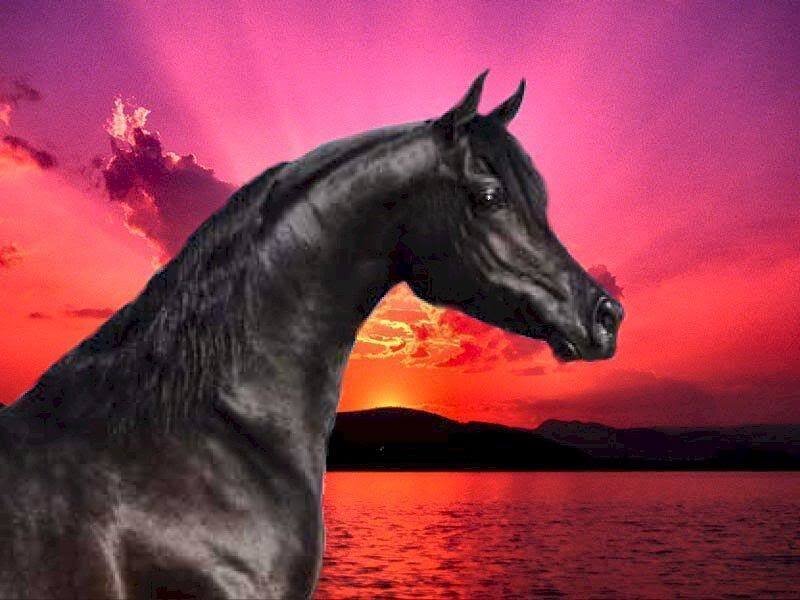 Black Horse Head — Pink