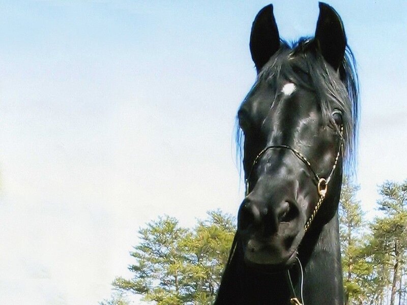black horse head portrait