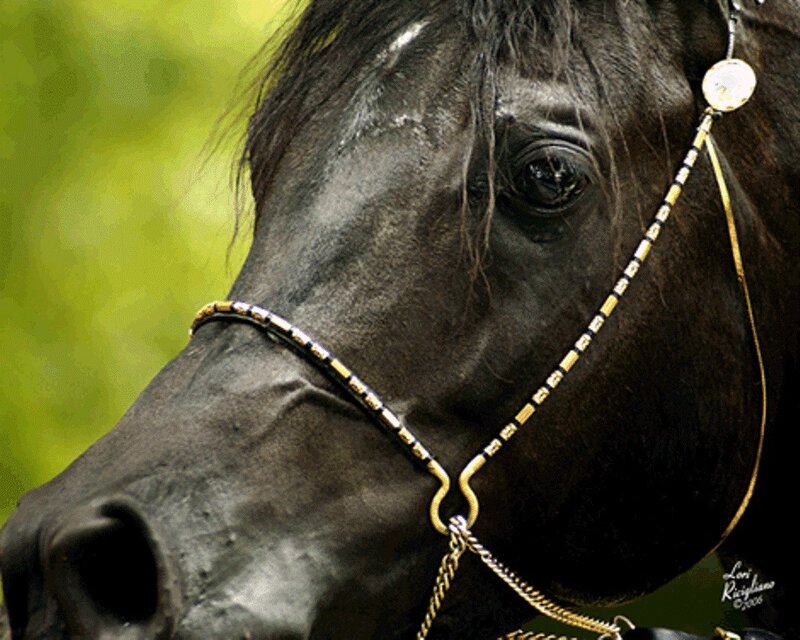 Black Horse Head