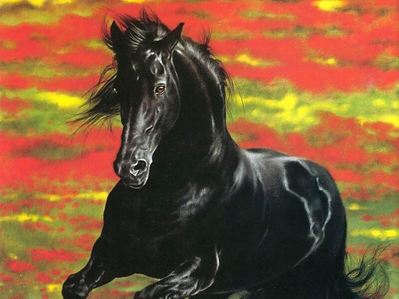 Black horse in a colorful field