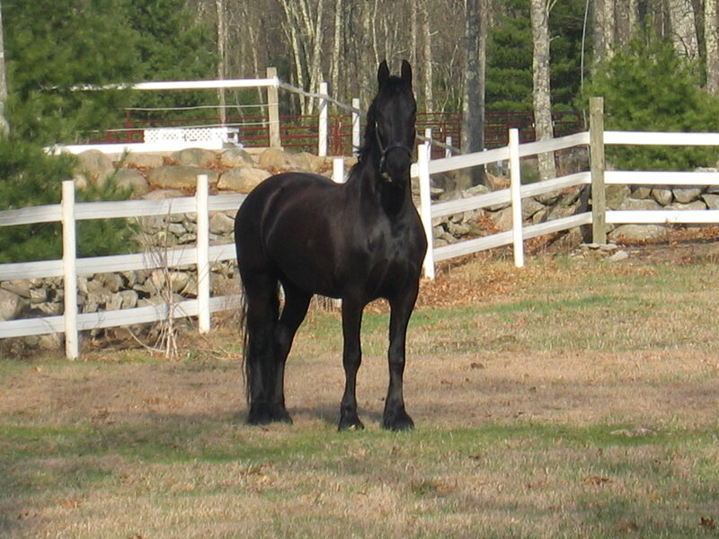 black horse in a fenced field