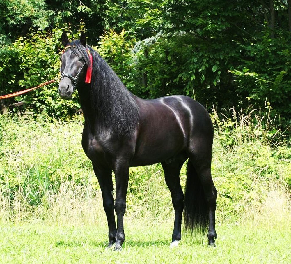 black horse in a field