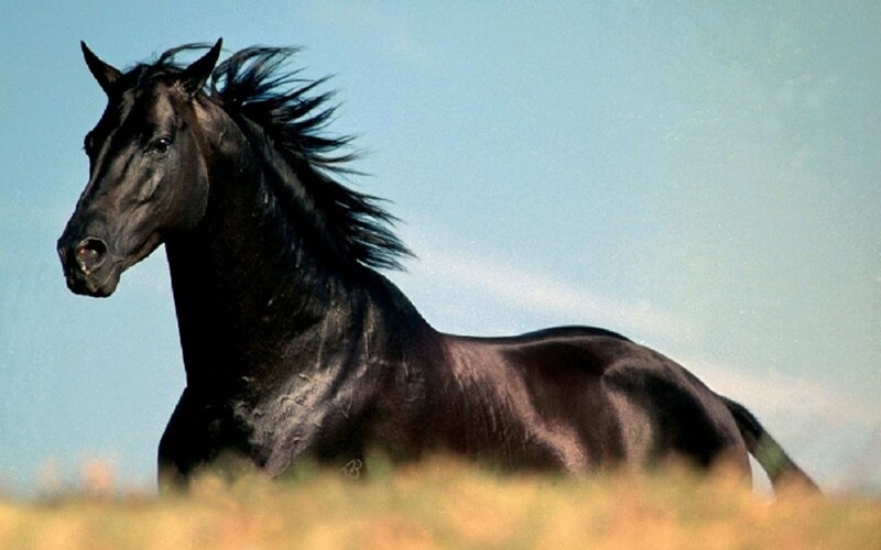 Black horse in a field