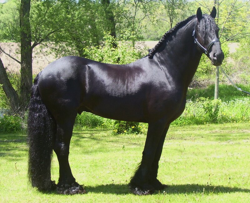 black horse in a field