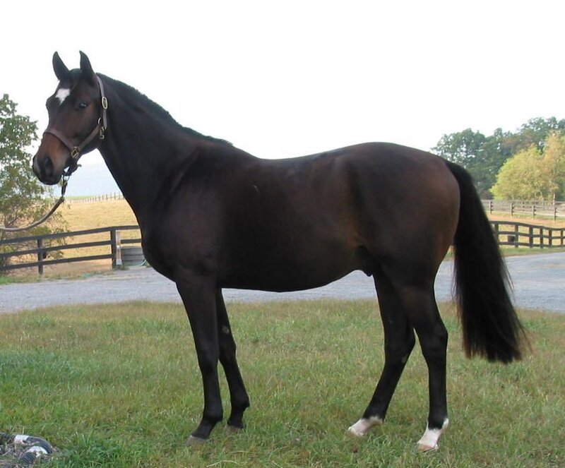 black horse in a field