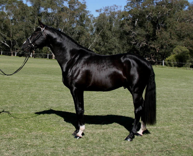 black horse in a field