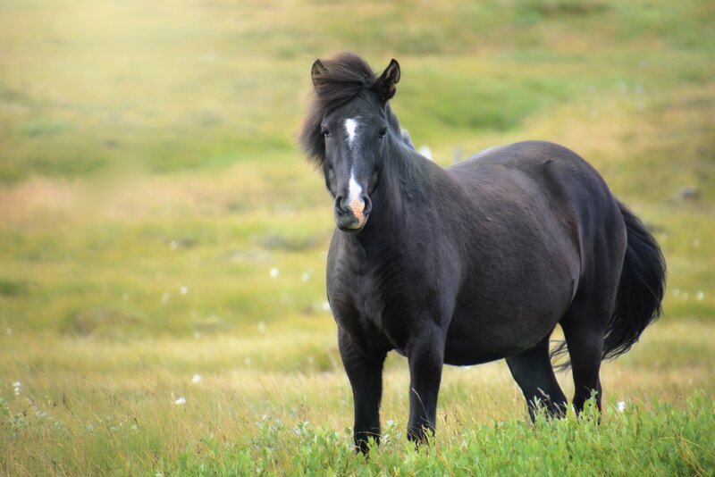 black horse in a field