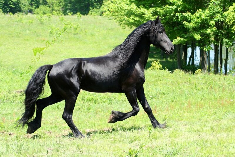 Black horse in a field