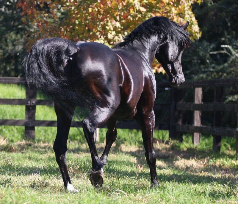 black horse in a field
