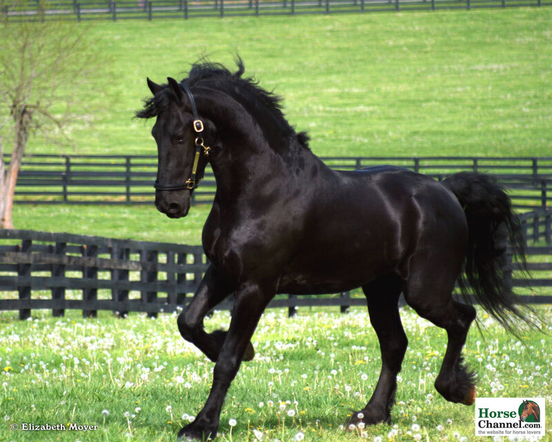 black horse in a field