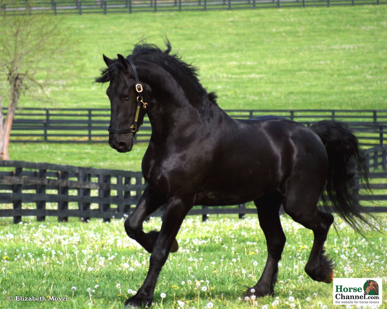 black horse in a field