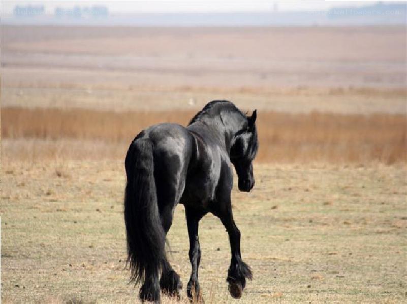 black horse in a field