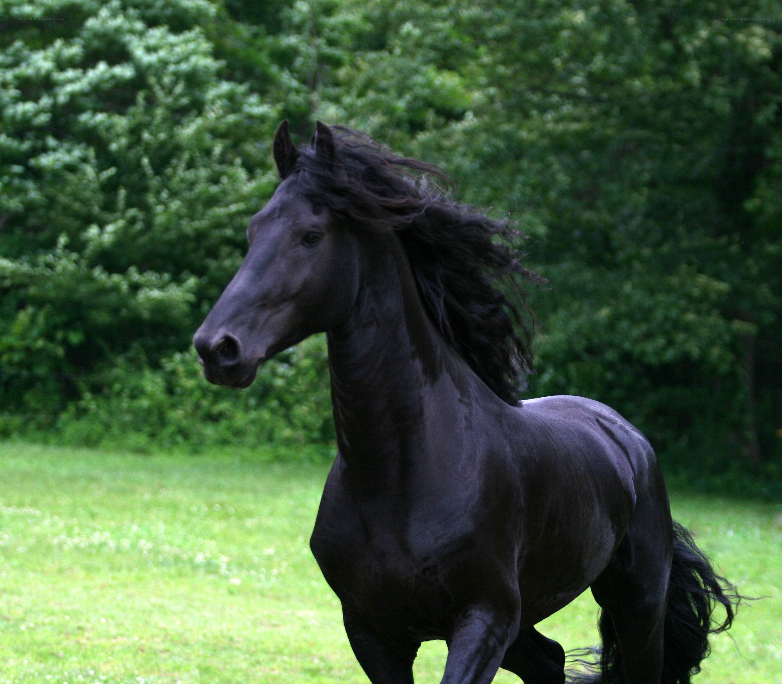 black horse in a field