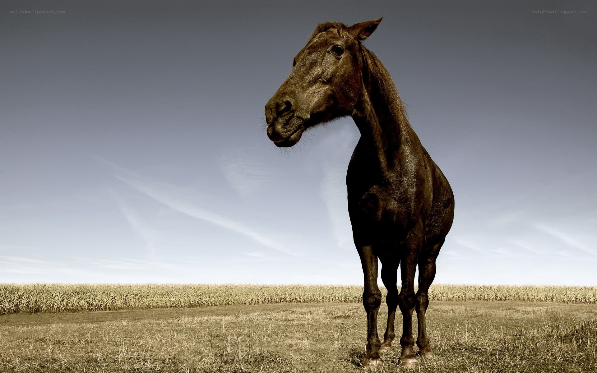 black horse in a field