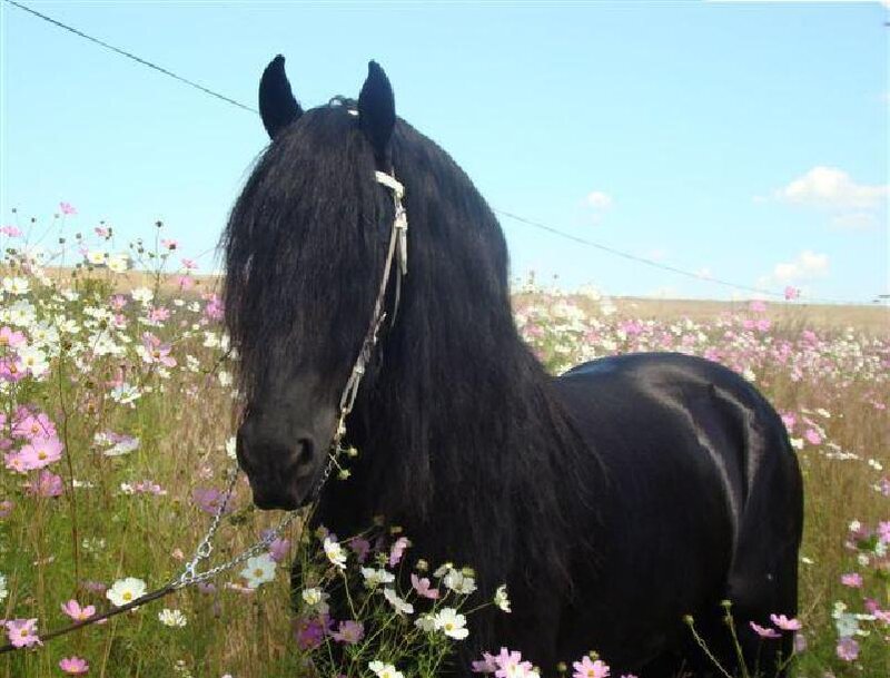 Black horse in a flower field