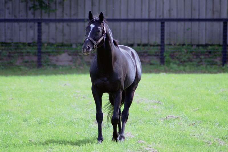 black horse in a grassy field