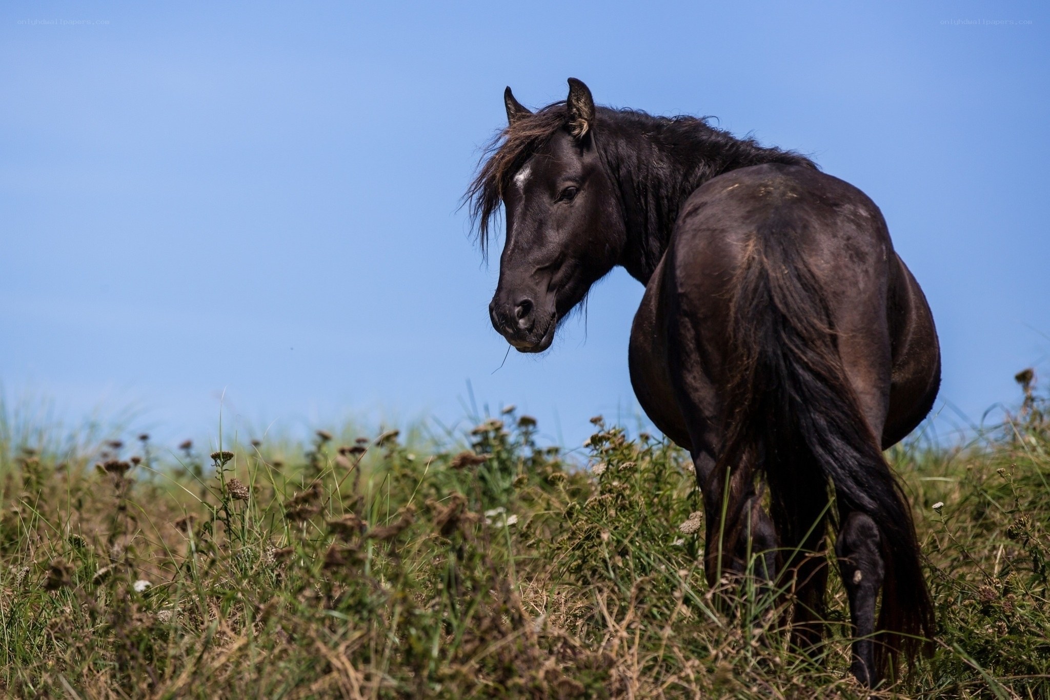 Black horse in a grassy field