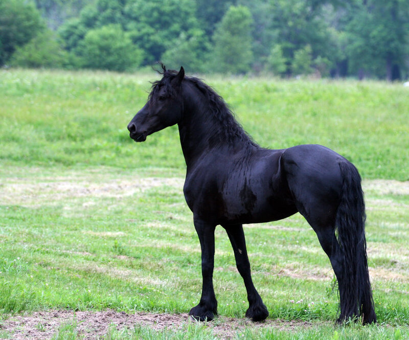 black horse in a green field