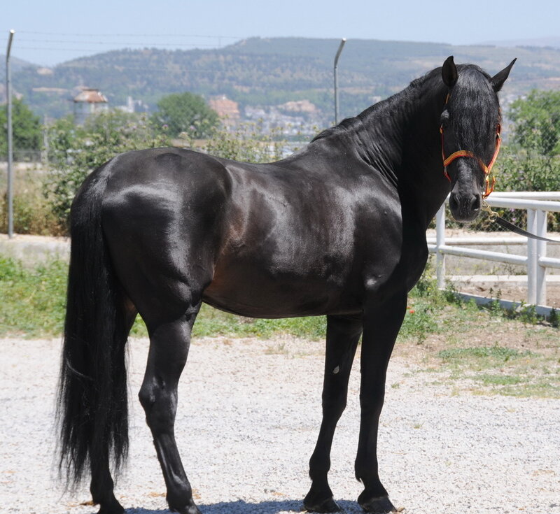 black horse in a paddock