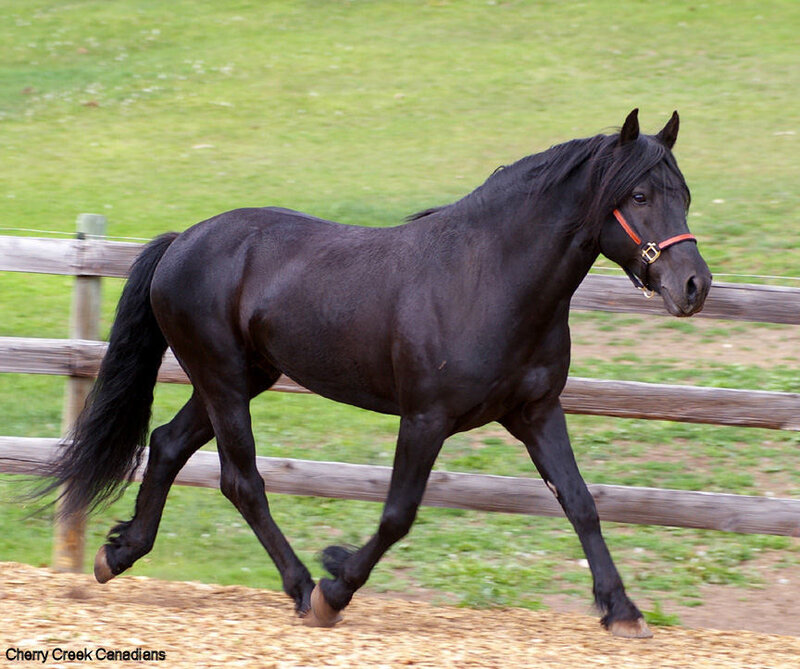 black horse in a paddock
