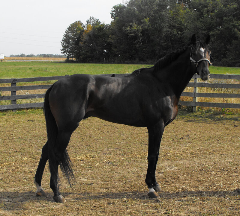 black horse in a paddock