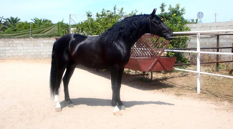black horse in a paddock