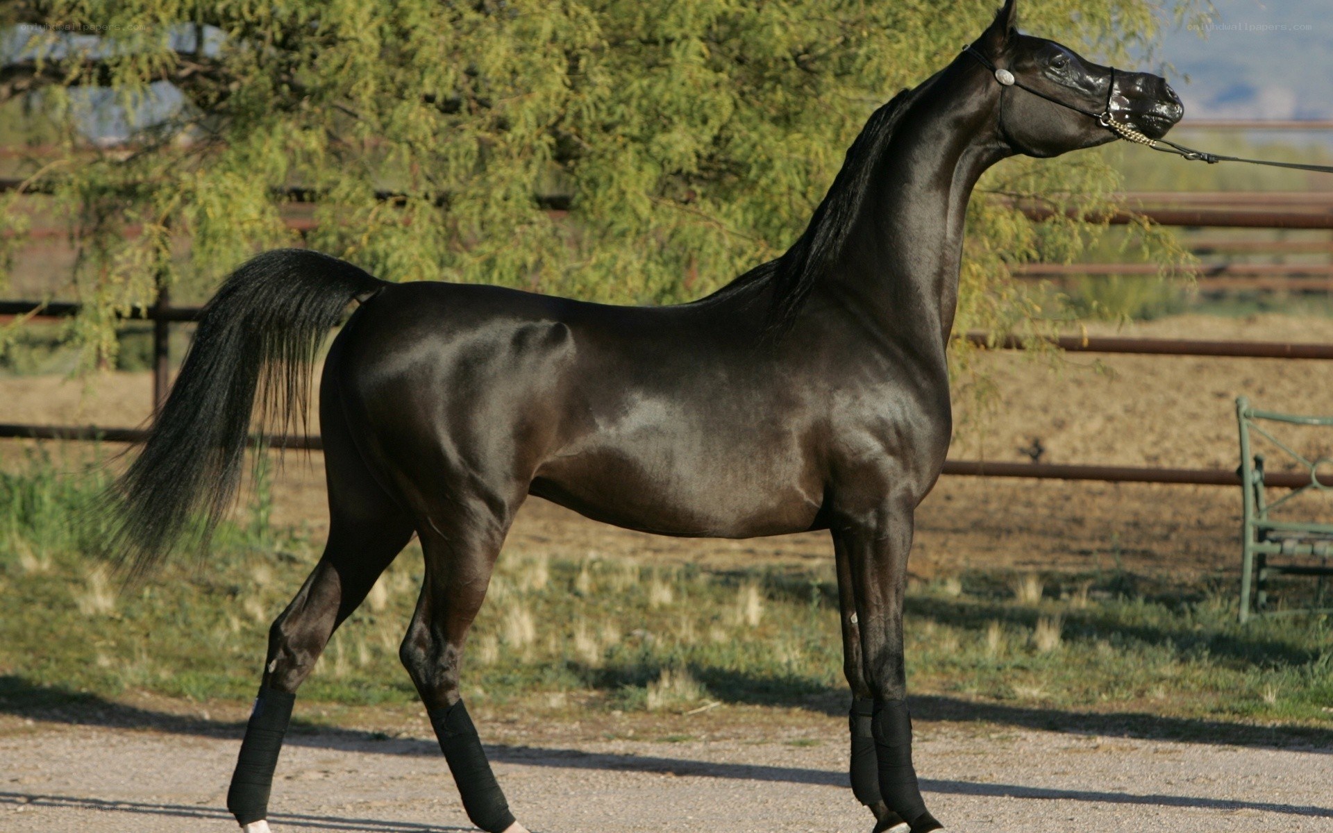 black horse in a paddock