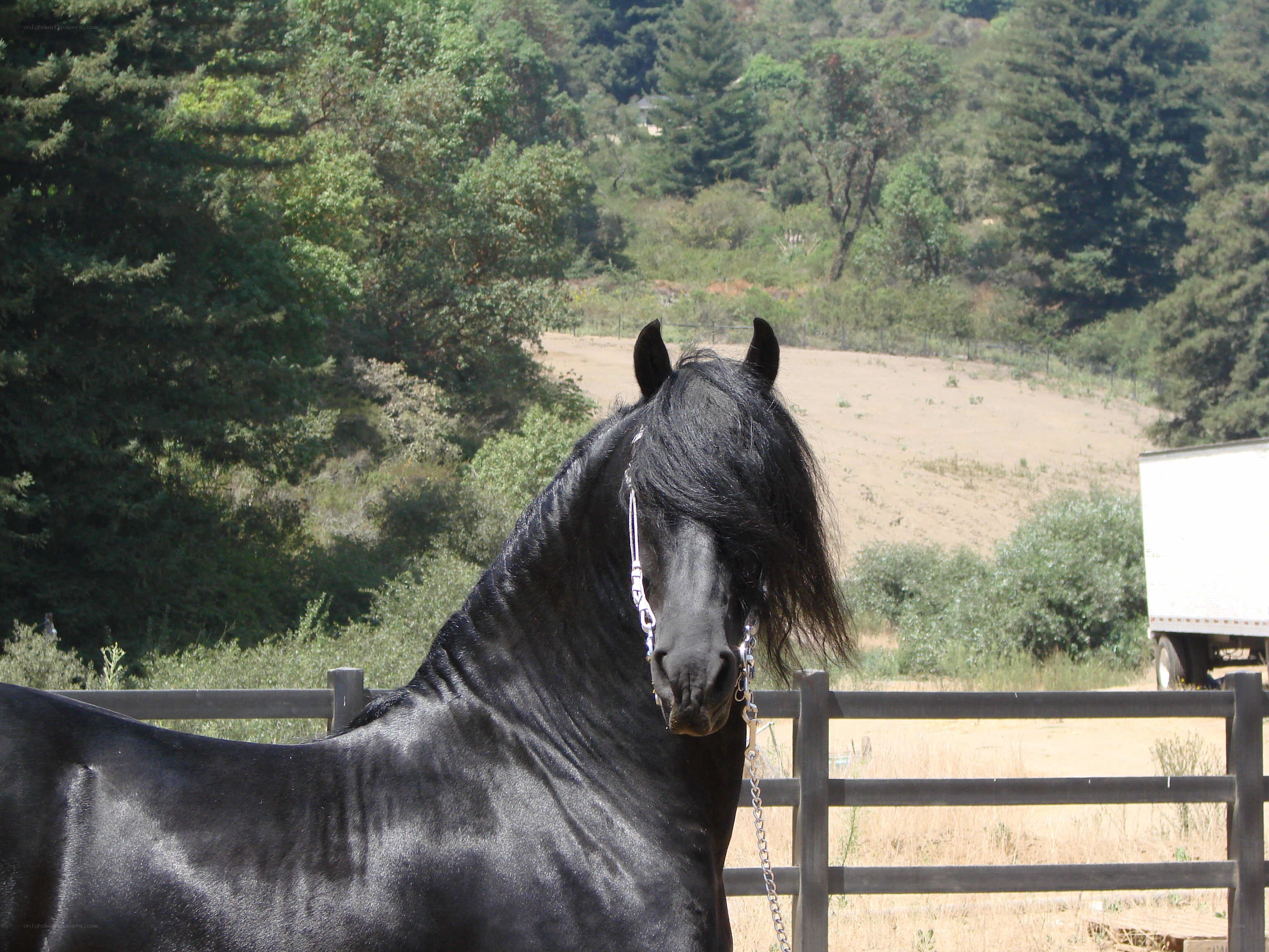 black horse in a paddock