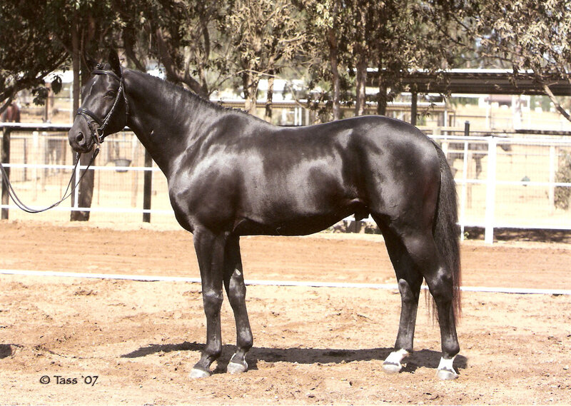 black horse in a paddock