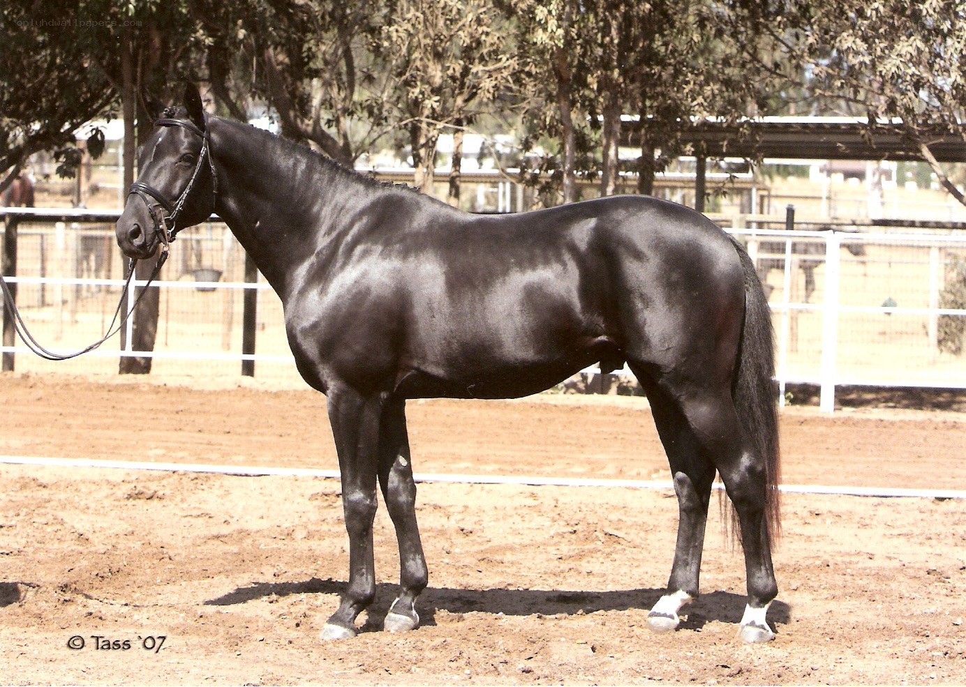 black horse in a paddock