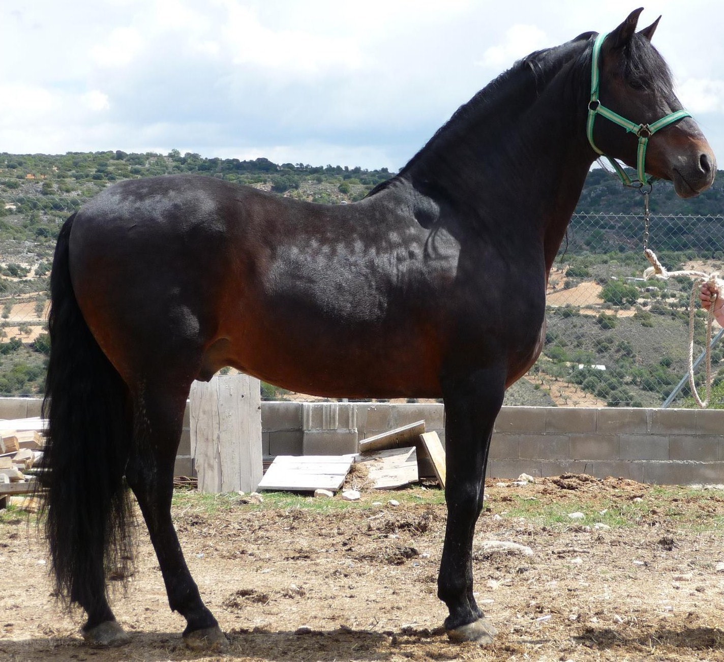black horse in a paddock